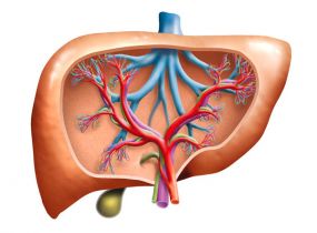 肝部有囊肿怎么办 肝囊肿患者饮食上需要注意什么