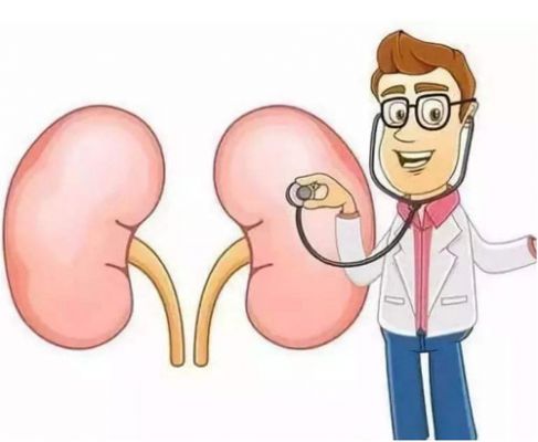 肾功能体检注意事项？
